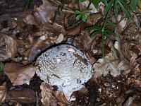 100 0326 : Hausen, Kindergarten, Waldtag