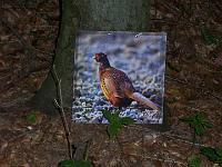 100 0380 : Hausen, Kindergarten, Waldtag