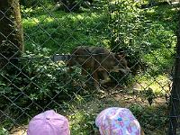 20150710-IMG 9321 : Unser Ausflug in den Tiergarten Weilburg